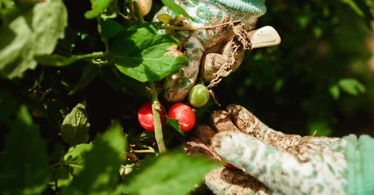 Gros plan des mains d'un jardinier récoltant des tomates mûres dans un jardin ensoleillé.