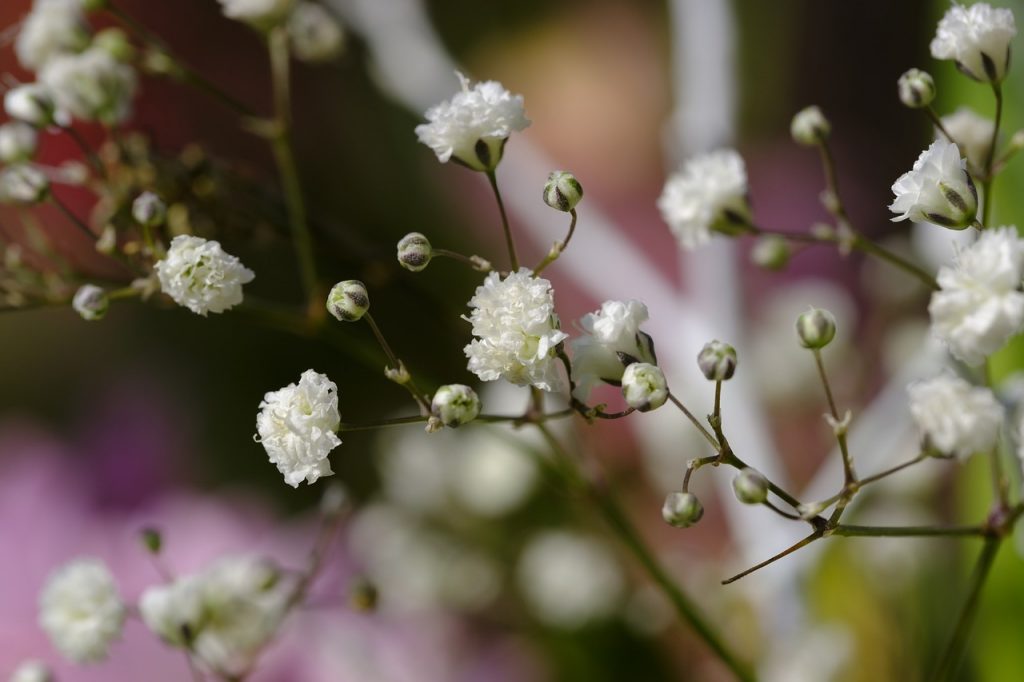 Comment planter et entretenir le gypsophile.